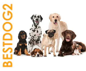 Βρες τον σκύλο που σου ταιριάζει