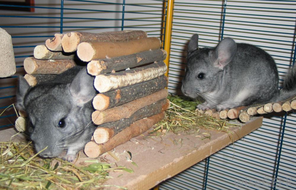 Chinchillas