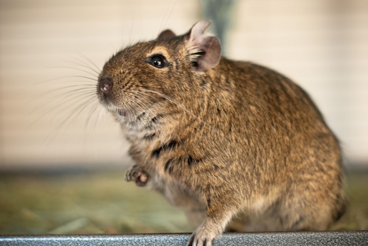 Gerbils