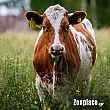 Εκτροφή βοοειδών