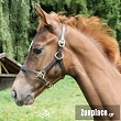 Καπίστρια Foal Shetland
