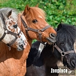 Καπίστρια Νο1 Pony