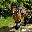 Καπίστρια Νο3 Full