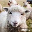 Πρόβατα Κατσίκες