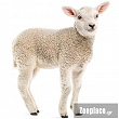 Πρόβατα - Κατσίκια