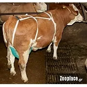 Δίχτυ προστασίας μαστών
