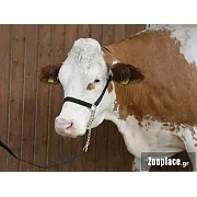 Καπίστρι για Αγελάδες με Ρυθμιζόμενη Αλυσίδα