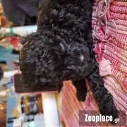 Poodle black Poodle black