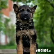 Γερμανικο ποιμενικο Γερμανικο ποιμενικο