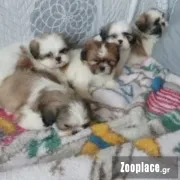Shihtzu 