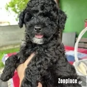 Poodle black