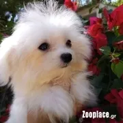Maltese