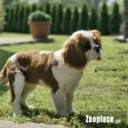 Cavalier Cavalier