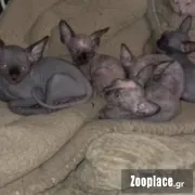 Σφιγξ Σφιγξ