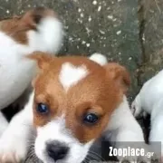 Jack russell terrier Jack russell terrier