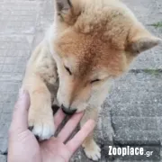 Simba inu Simba inu