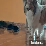 Σκωτσέζικο Κόλεϊ Σκωτσέζικο Κόλεϊ