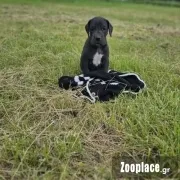 Μεγαλος Δανος Μεγαλος Δανος