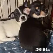 Chihuahua