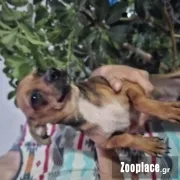Chihuahua