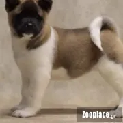 Αμερικανικό Ακιτα 