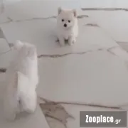 Pomeranian spits