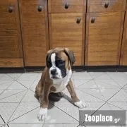 Boxer
