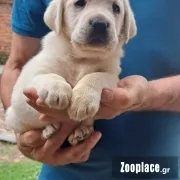 Λαμπραντορ με pedigree