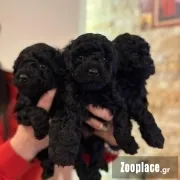 Poodle black