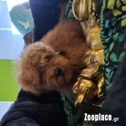 Poodle mini