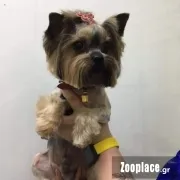 Цуценя Цуценя