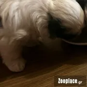 Κουτάβι σιχ τσου -shih tzu puppy Κουτάβι σιχ τσου -shih tzu puppy