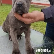 Cane corso