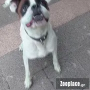 Χαρίζεται σκύλος 