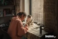 12 λόγοι που οι γάτες μας κάνουν πιο ευτυχισμένους