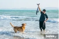 Οι γάτες ναι, αλλά οι σκύλοι τρώνε ψάρι;