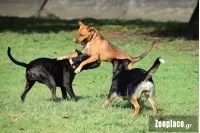 Οι σκύλοι έχουν παρόμοια κοινωνική νοημοσύνη με τα μικρά παιδιά