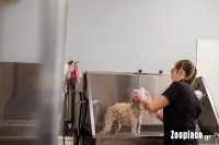 Συμβουλές περιποίησης για το σκύλο σας
