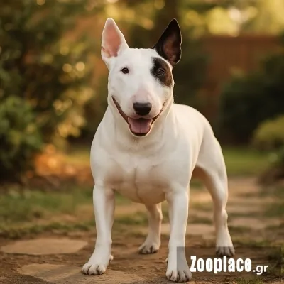 Μπουλ Τεριέ - Bull terrier