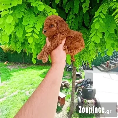 Poodle toy 