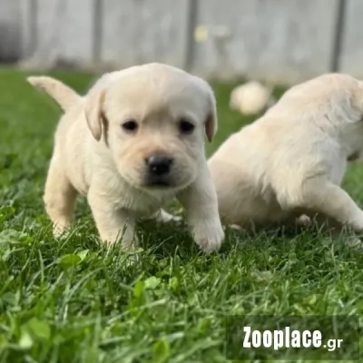 Labrador