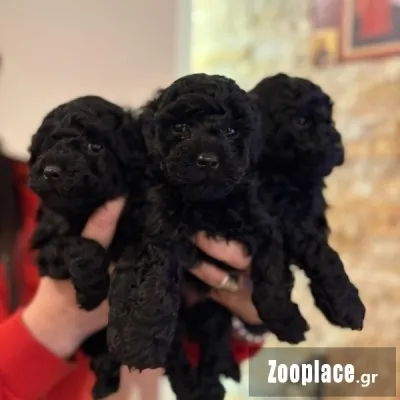 Poodle black