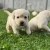 Labrador