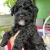 Poodle black