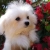 Maltese