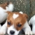 Jack russell terrier