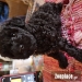 Poodle black
