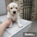 Labrador