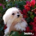 Maltese