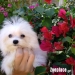 Maltese